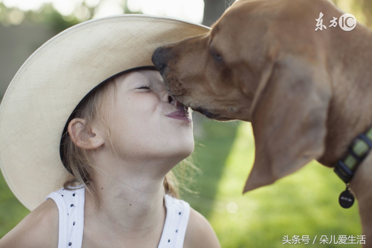 你的狗狗知道你喜欢什么吗,狗狗舔你的原因你不一定知道