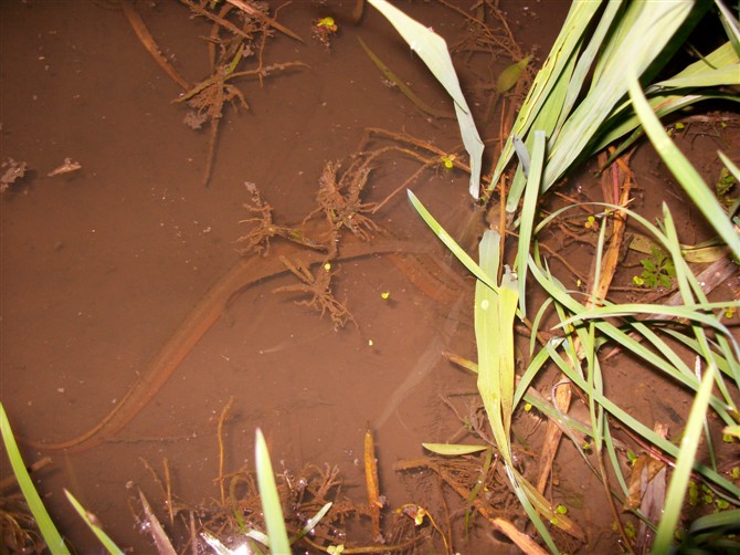 水生生物有哪些简单常见,水生常见生物