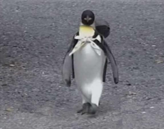 企鹅为什么喜欢吃鱼还喜欢潜水,企鹅自己背着书包去商店买鱼