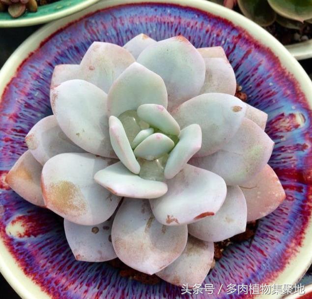 多肉上有小白虫是什么病怎么防治,多肉法师长白色虫子该怎样防治