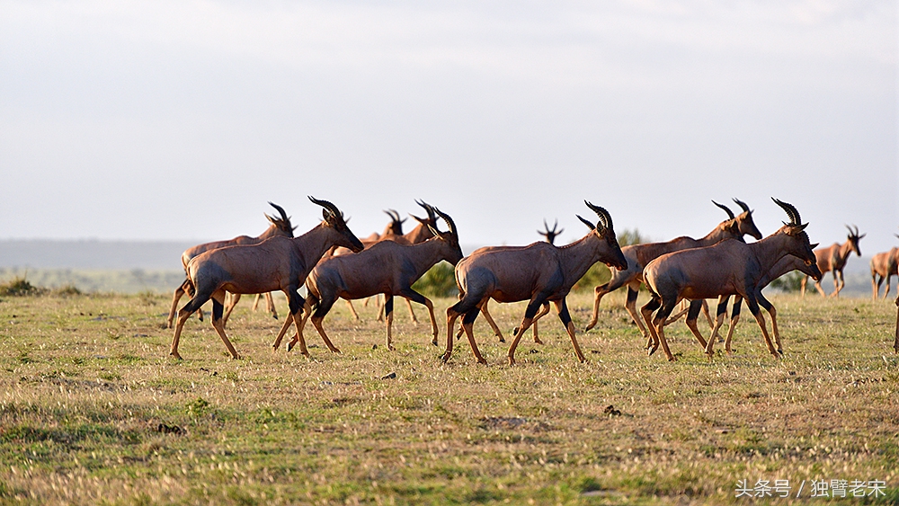 肯尼亚大草原狮子为什么不攻击人,肯尼亚非洲大草原雄狮大战犀牛