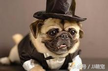 养什么狗合适但是没办法天天遛狗,没有充足的时间遛狗可以养什么狗