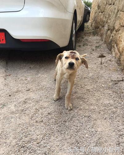 可怜两个月小流浪狗遭人虐待，尽管浑身伤口却不愿放弃生存的希望