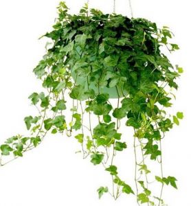 锰炭包除甲醛是真的吗,除甲醛的炭包可以种花吗