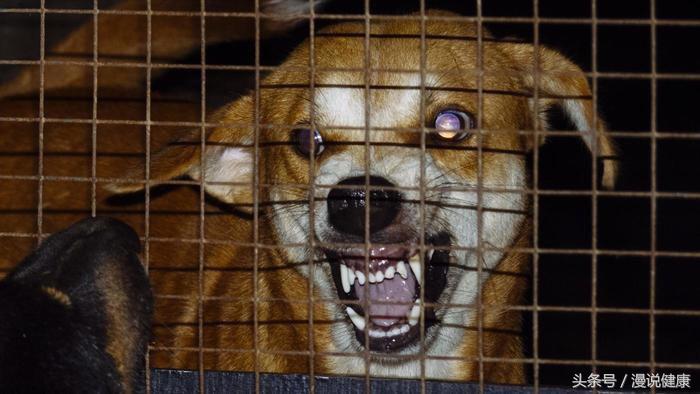 怎么判断人打了狂犬病疫苗有效了,为啥打了狂犬疫苗能预防狂犬病