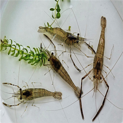 水生生物有哪些简单常见,水生常见生物