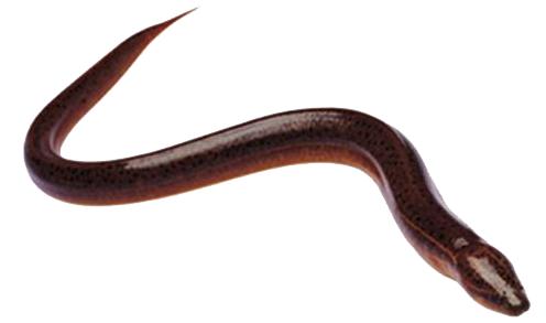 水生生物有哪些简单常见,水生常见生物