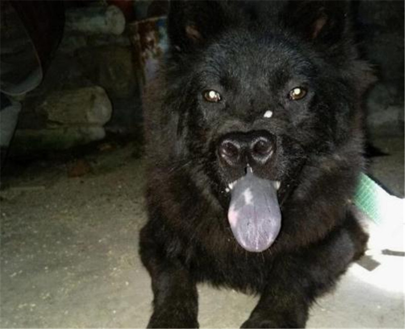 农家庭院偶遇一只“极品神犬”，黑面獠牙，虎头狮面，可惜叫不出名字