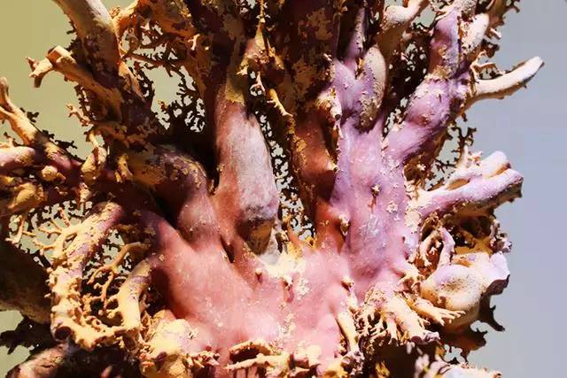 阿卡红珊瑚一颗多少克,阿卡红珊瑚一克多少人民币