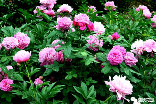牡丹芍药盆栽的种植方法,芍药的种植方法和图解