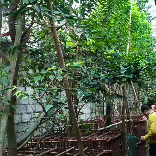 广东茂名电白沉香之乡奇楠直播,沉香五大奇楠产地