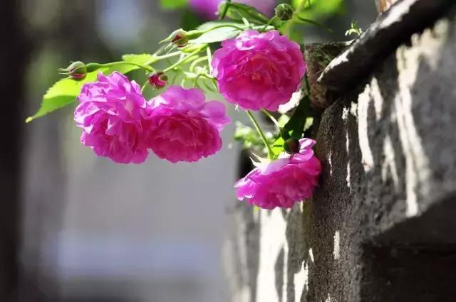 月季玫瑰蔷薇的识别特征,认识蔷薇玫瑰月季