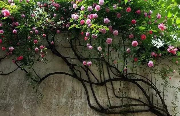 月季玫瑰蔷薇的识别特征,认识蔷薇玫瑰月季