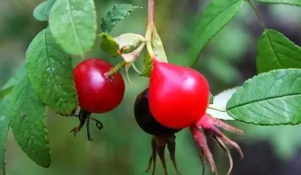 月季玫瑰蔷薇的识别特征,认识蔷薇玫瑰月季