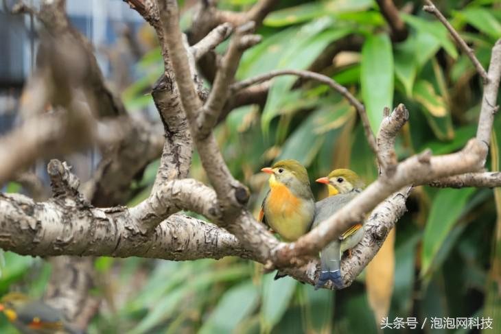 佳能6dmarkii使用详解,入门级全画幅佳能相机型号