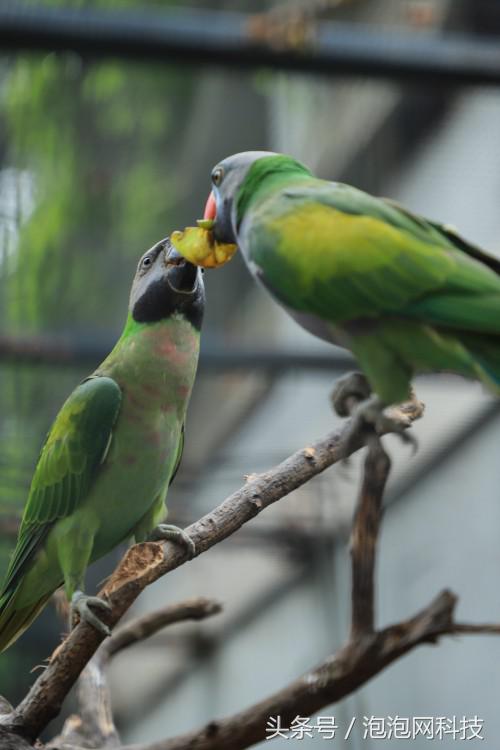 佳能6dmarkii使用详解,入门级全画幅佳能相机型号