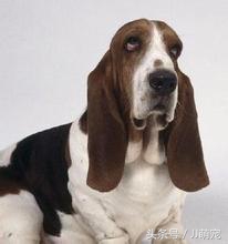 养什么狗合适但是没办法天天遛狗,没有充足的时间遛狗可以养什么狗