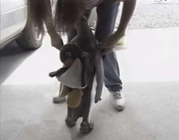 企鹅为什么喜欢吃鱼还喜欢潜水,企鹅自己背着书包去商店买鱼