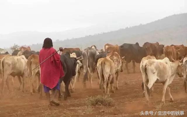 非洲大草原真正的霸主，连狮子见了都要绕道