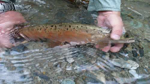 中国人工养殖的鱼都有什么,中国适合养殖的原生鱼