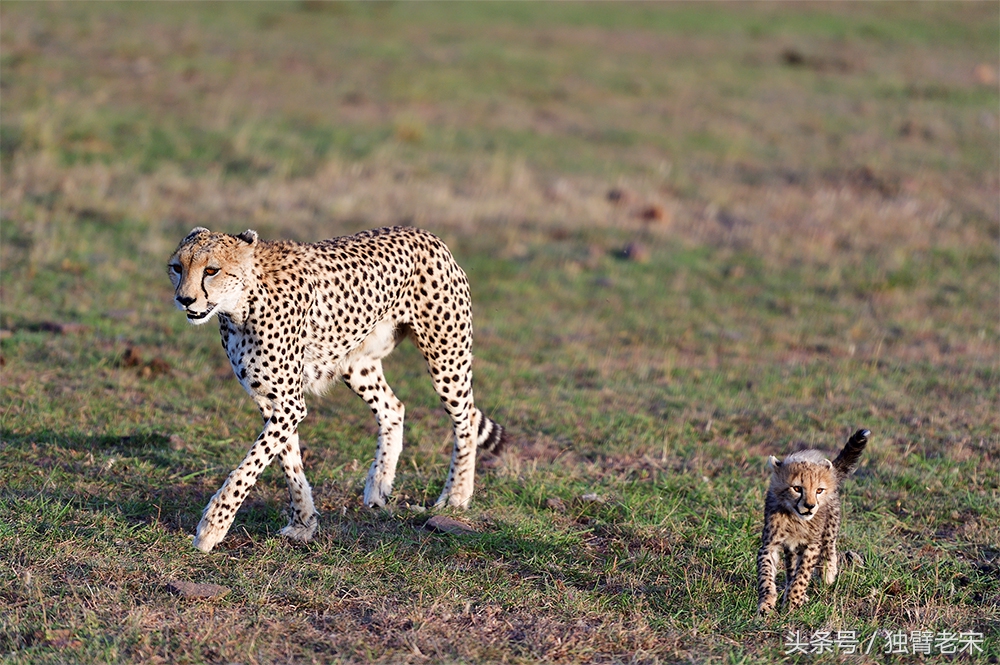 肯尼亚大草原狮子为什么不攻击人,肯尼亚非洲大草原雄狮大战犀牛