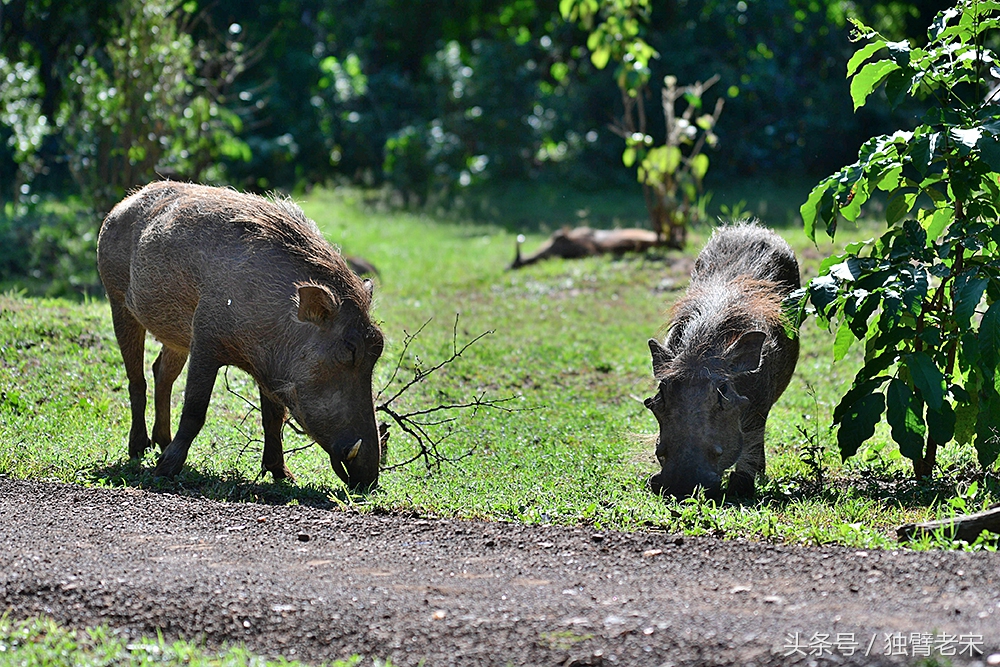 肯尼亚大草原狮子为什么不攻击人,肯尼亚非洲大草原雄狮大战犀牛