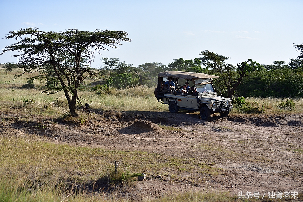 肯尼亚大草原狮子为什么不攻击人,肯尼亚非洲大草原雄狮大战犀牛