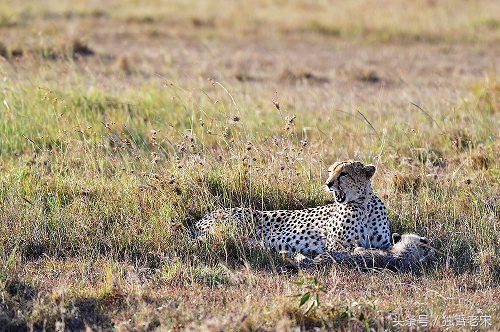 肯尼亚大草原狮子为什么不攻击人,肯尼亚非洲大草原雄狮大战犀牛