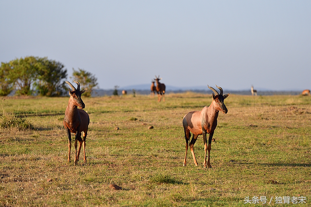 肯尼亚大草原狮子为什么不攻击人,肯尼亚非洲大草原雄狮大战犀牛