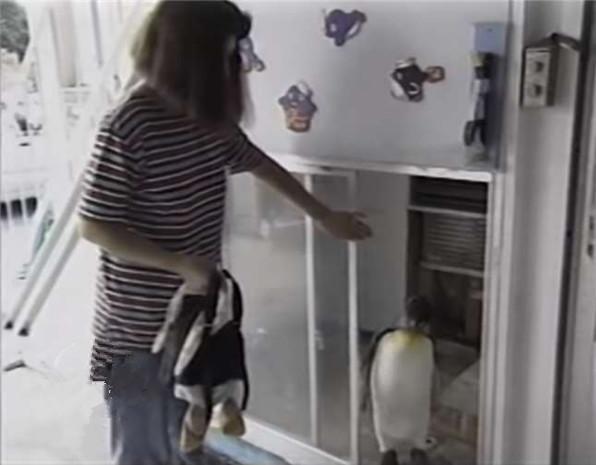 企鹅为什么喜欢吃鱼还喜欢潜水,企鹅自己背着书包去商店买鱼