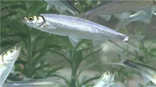 各种海鲜河鲜,河鲜海鲜推荐