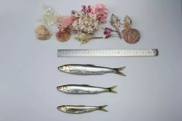 各种海鲜河鲜,河鲜海鲜推荐