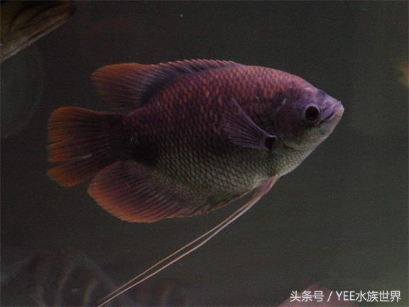 招财鱼不吃食是什么原因,招财鱼真的能招财吗