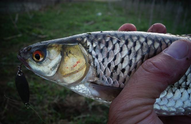 中国人工养殖的鱼都有什么,中国适合养殖的原生鱼