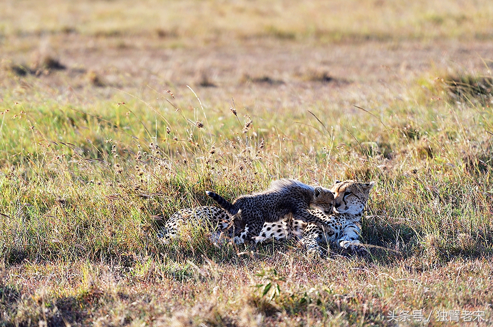 肯尼亚大草原狮子为什么不攻击人,肯尼亚非洲大草原雄狮大战犀牛