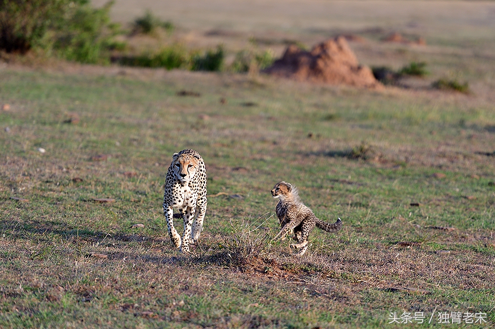 肯尼亚大草原狮子为什么不攻击人,肯尼亚非洲大草原雄狮大战犀牛