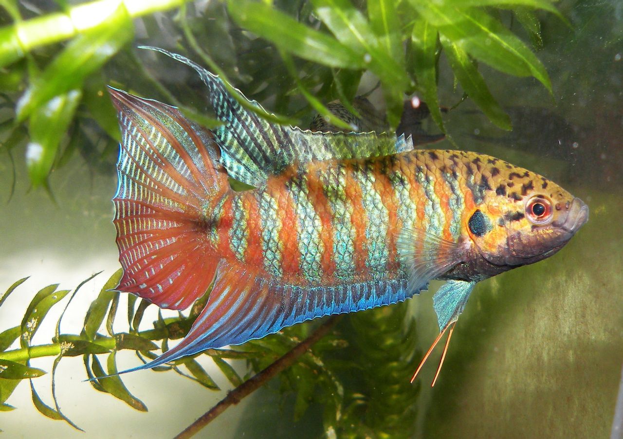 水生生物有哪些简单常见,水生常见生物