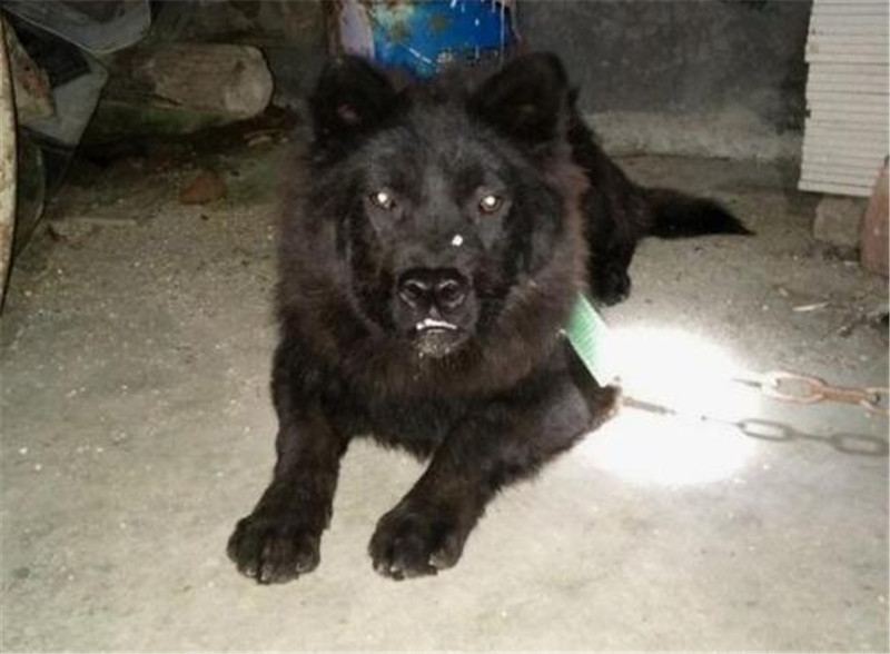 农家庭院偶遇一只“极品神犬”，黑面獠牙，虎头狮面，可惜叫不出名字