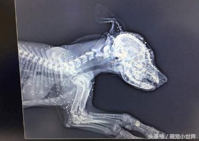 可怜两个月小流浪狗遭人虐待，尽管浑身伤口却不愿放弃生存的希望