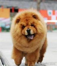 养什么狗合适但是没办法天天遛狗,没有充足的时间遛狗可以养什么狗