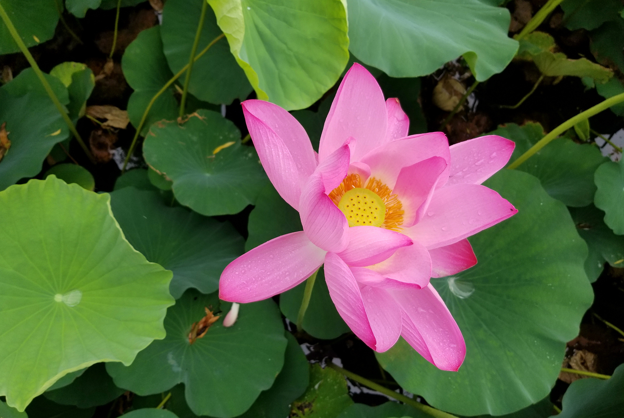 三星盖乐世s8测评,三星盖乐世s8图片