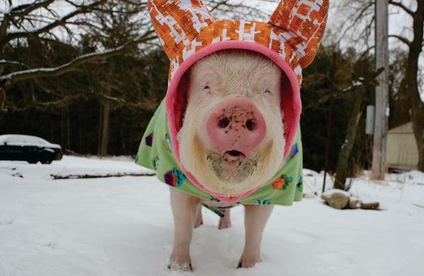 外国小哥以为自己买到了迷你猪,国外小哥养宠物猪