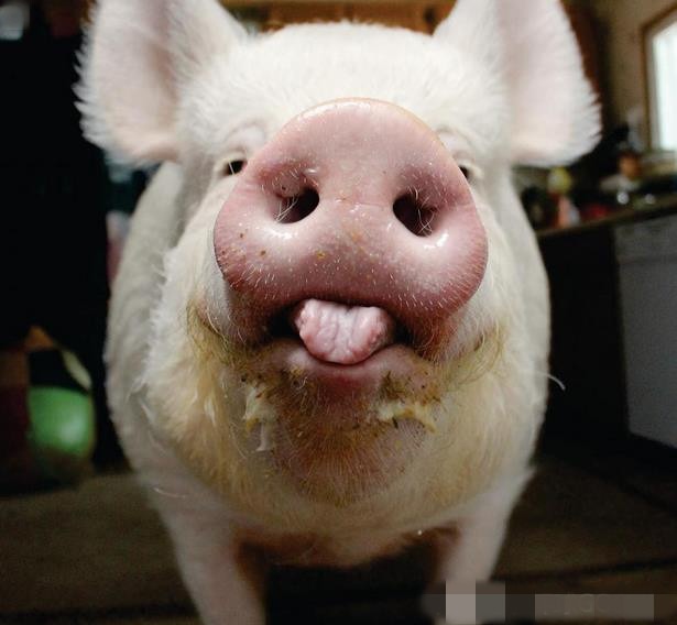 外国小哥以为自己买到了迷你猪,国外小哥养宠物猪