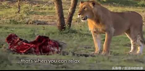 非洲大草原真正的霸主，连狮子见了都要绕道