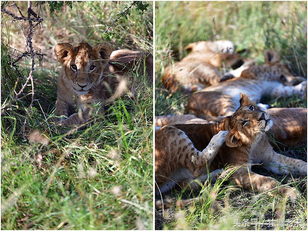 肯尼亚大草原狮子为什么不攻击人,肯尼亚非洲大草原雄狮大战犀牛