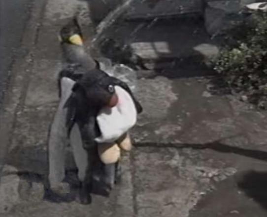 企鹅为什么喜欢吃鱼还喜欢潜水,企鹅自己背着书包去商店买鱼