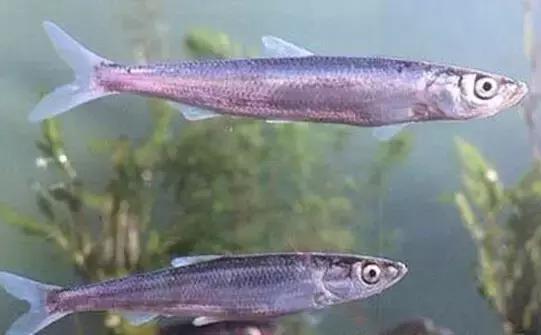 各种海鲜河鲜,河鲜海鲜推荐