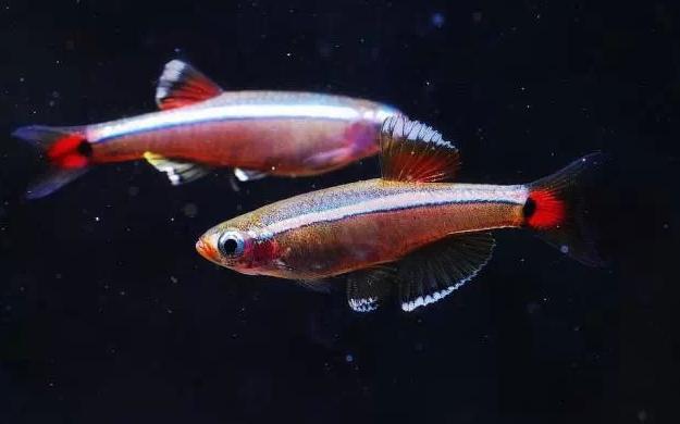 中国人工养殖的鱼都有什么,中国适合养殖的原生鱼