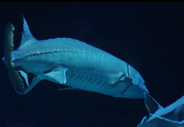 中国人工养殖的鱼都有什么,中国适合养殖的原生鱼