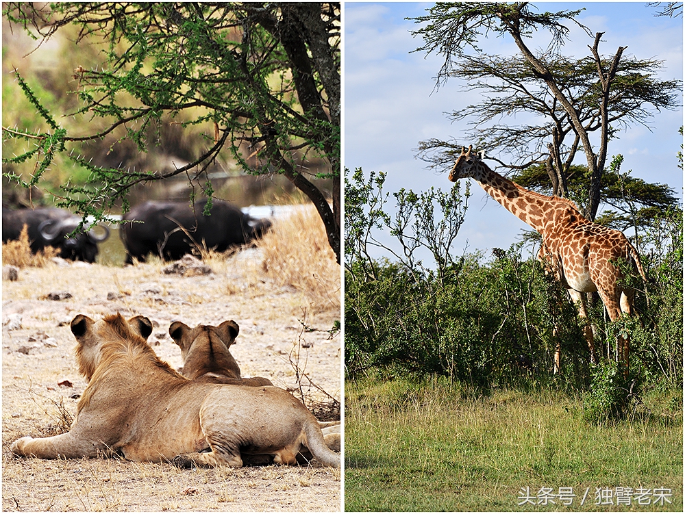 肯尼亚大草原狮子为什么不攻击人,肯尼亚非洲大草原雄狮大战犀牛